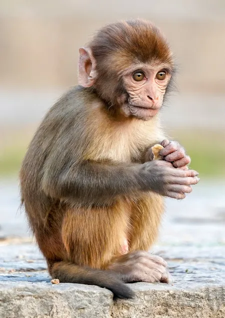 Derek D'Monkey, the ringmaster